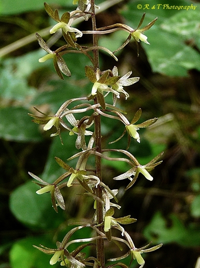 {Tipularia discolor}